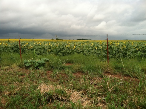 A Van Gogh-worthy field of sunflowers.
